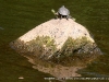 Turtles seeking sanctuary