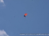 Colorful bird coming in