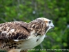 A Little Joe watching the crowd well, like a hawk