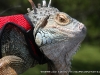 The Reptiliacs