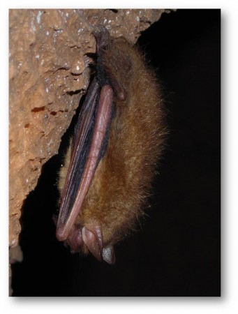 Eastern Pipistrelle