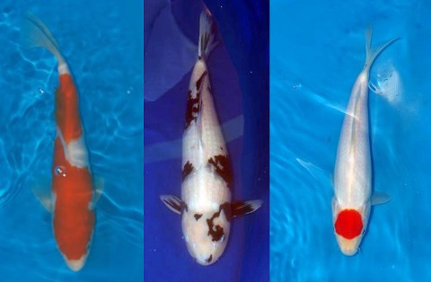 IKONA Koi Show IKONA Koi Show