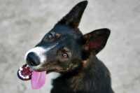 Clarksville Pets of the Week