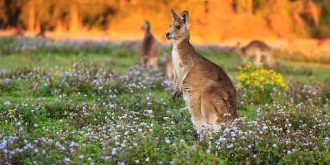 Nashville Zoo To Provide Support To Australian Wildfire Relief Efforts. (Nashville Zoo) Nashville Zoo To Provide Support To Australian Wildfire Relief Efforts. (Nashville Zoo)