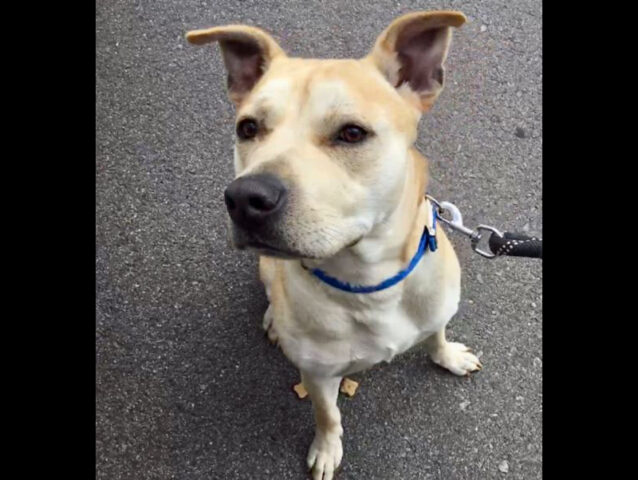 Montgomery County Animal Care and Control - Fletcher