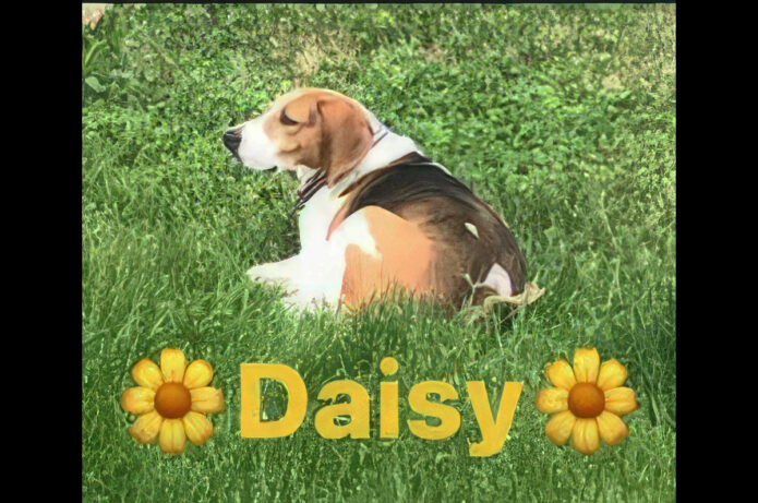 Cat Adoption Team of Stewart County (CATS) - Daisy
