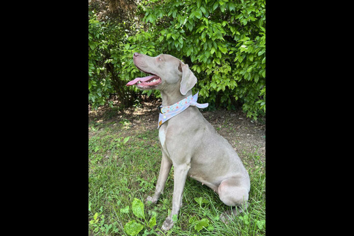 Companion Pet Rescue of Middle Tennessee - Silva