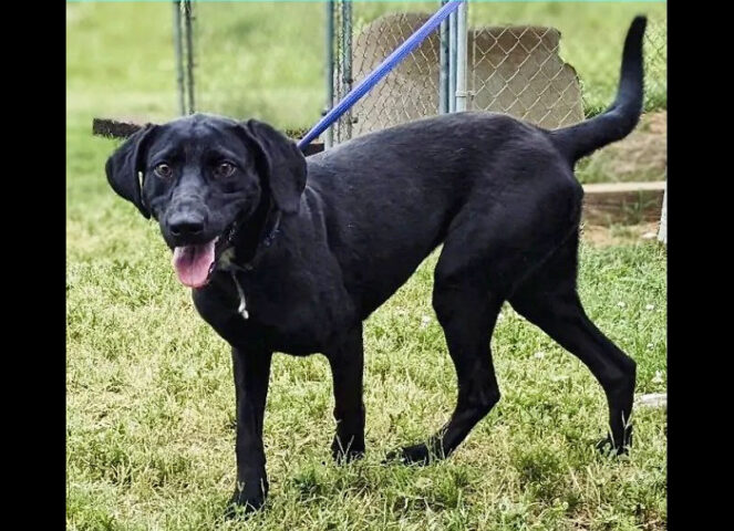 Stewart County Faithful Friends Animal Rescue - Shamrock