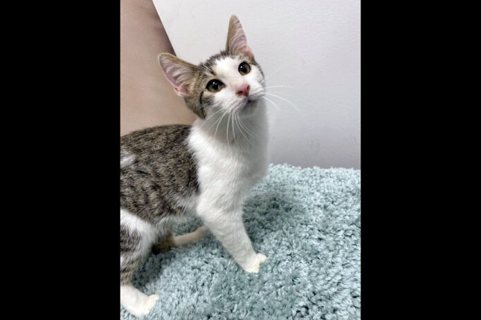 Finders Keepers Cat Rescue - Bing Pawsb