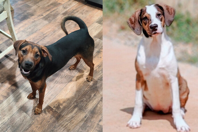 Kaylee’s Island of Misfit Dogs Rescue - Piccolo & Hashori