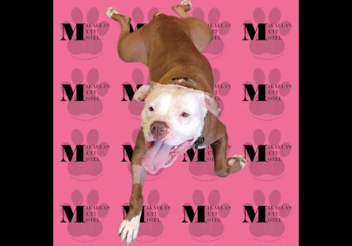 Mikaela’s Mutt Motel - Honey .jpg
