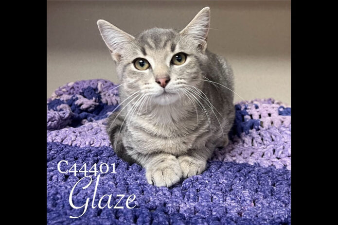 Montgomery County Animal Care and Control - Glaze