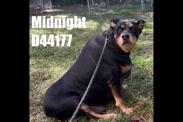 Montgomery County Animal Care and Control - Midnight