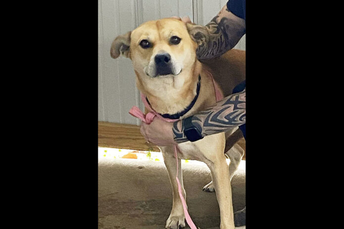 Stewart County Faithful Friends Animal Rescue - Autumn