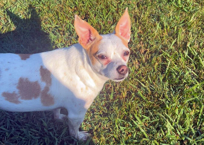 Two Ladies Caring Dog Rescue - Nugget