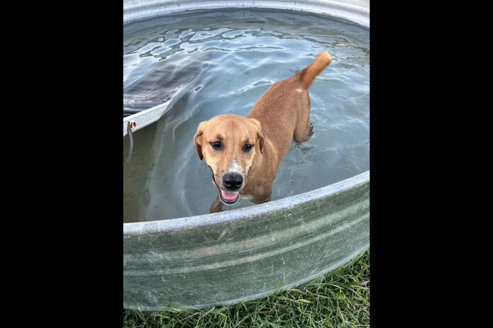 Two Ladies Caring Dog Rescue - Toben