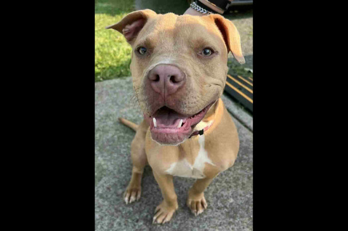 3 Friends Animal Rescue - Beau