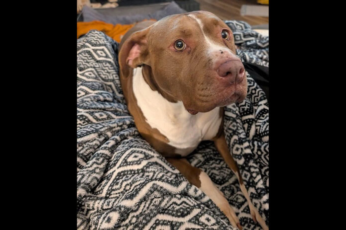 Companion Pet Rescue of Middle Tennessee - Marta