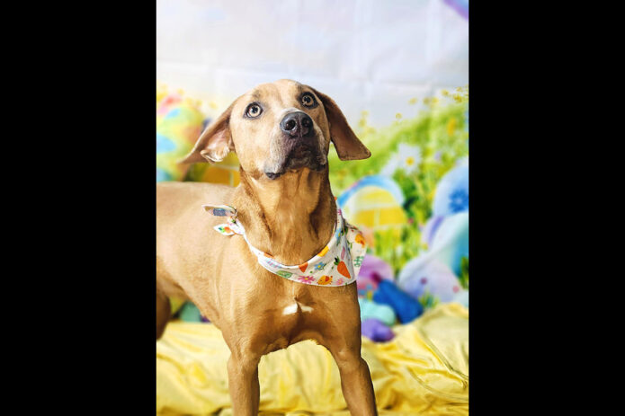 Kaylee’s Island of Misfit Dogs Rescue - Pumpkin