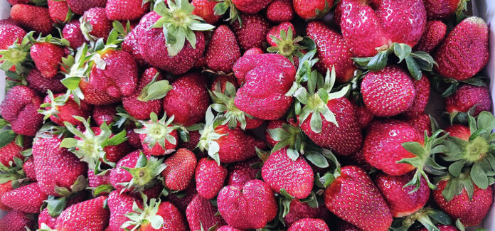 McCraw's Strawberry Ranch located at 2385 Rossview Road, Clarksville, TN.