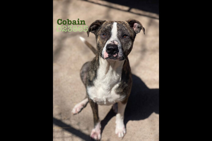 Montgomery County Animal Care and Control - Cobain