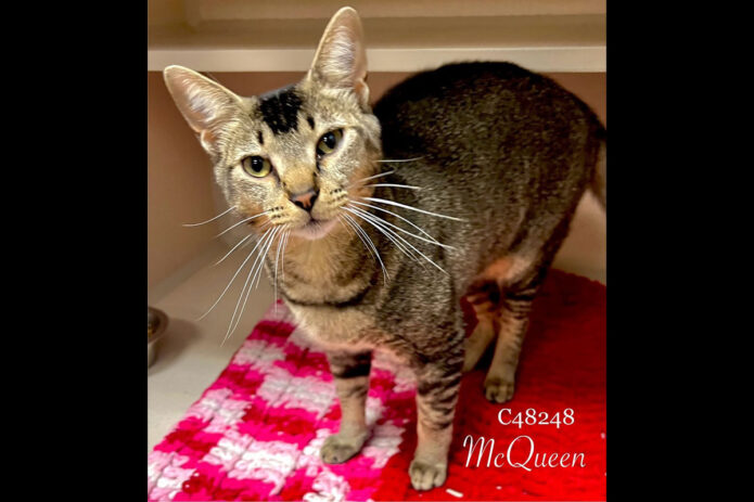 Montgomery County Animal Care and Control - McQueen