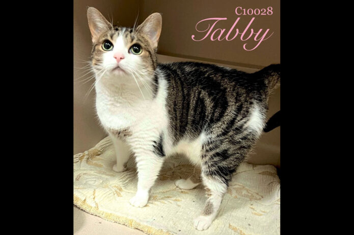 Montgomery County Animal Care and Control - Tabby