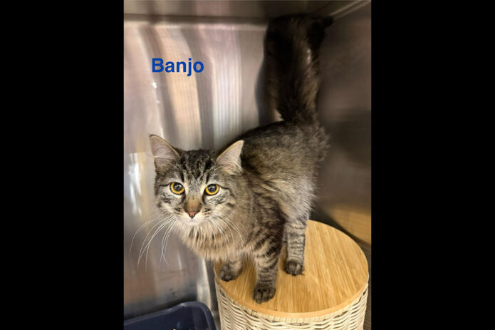 Puurrrfect Paws Rescue - Banjo