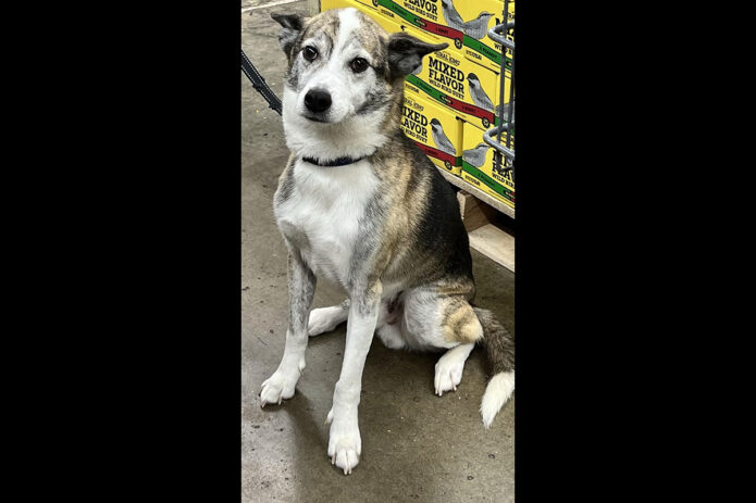 Two Ladies Caring Dog Rescue - Odie