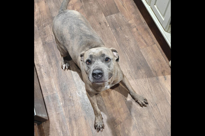 Kaylee’s Island of Misfit Dogs Rescue - Kaiju
