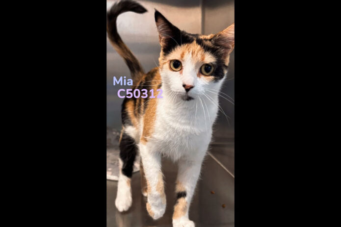 Montgomery County Animal Care and Control - Mia