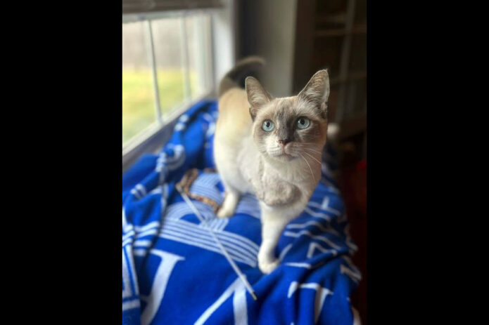 Puurrrfect Paws Rescue - Sia