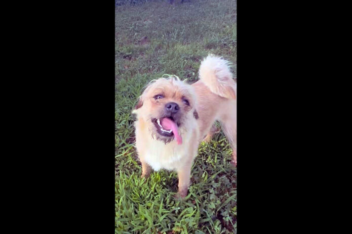 Two Ladies Caring Dog Rescue - Chewy