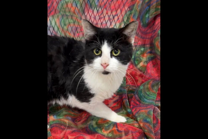 Cat Adoption Team of Stewart County (CATS) - Chance