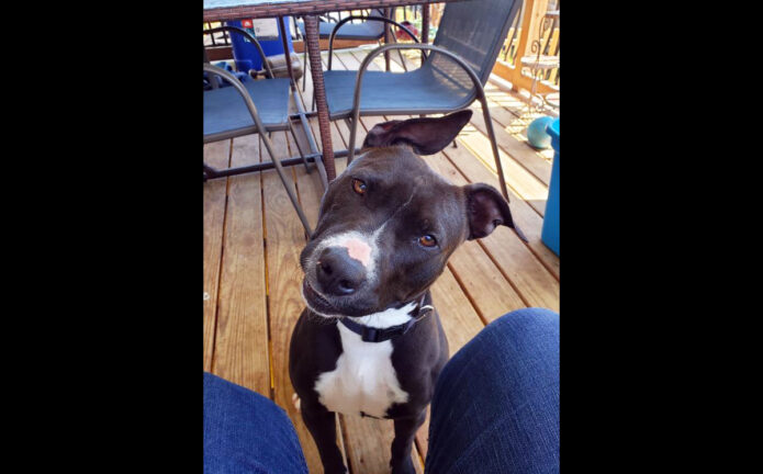 Companion Pet Rescue of Middle Tennessee - Ayer