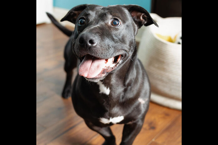 Kaylee’s Island of Misfit Dogs Rescue - Thane