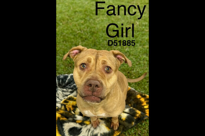 Montgomery County Animal Care and Control - Fancy Girl