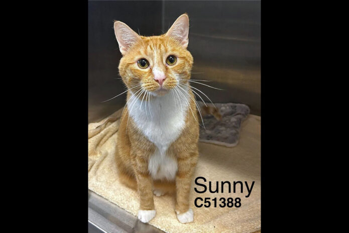 Montgomery County Animal Care and Control - Sunny
