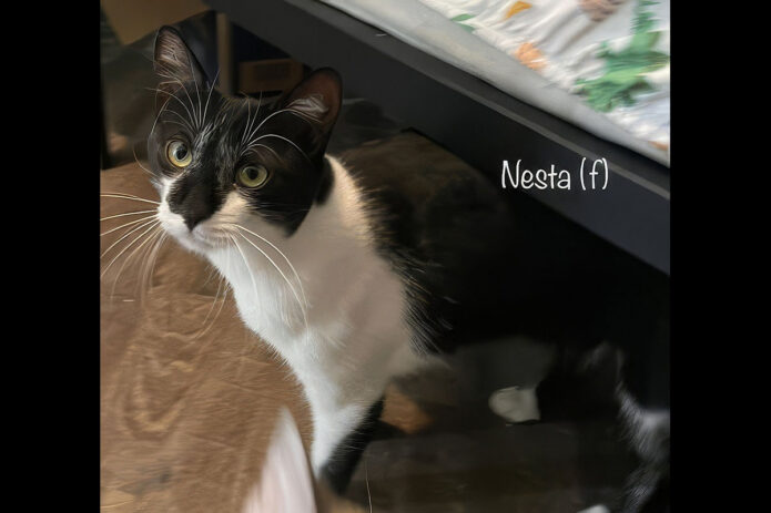 Puurrrfect Paws Rescue - Nesta