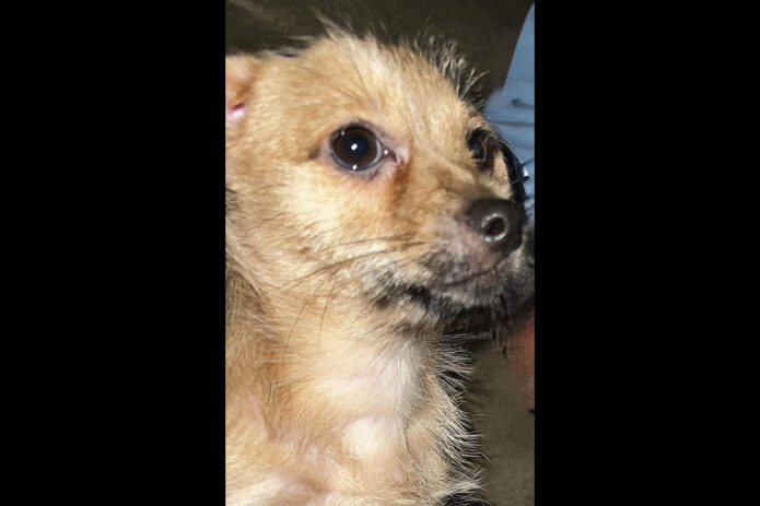 Two Ladies Caring Dog Rescue - Brody