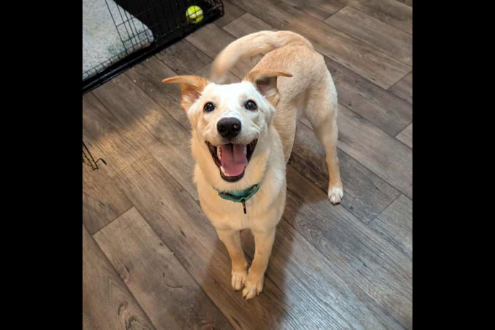 Mikaela’s Mutt Motel - Memphis