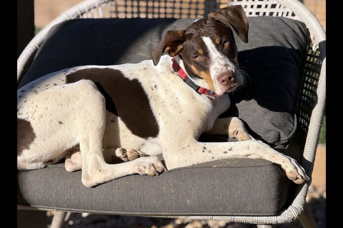 3 Friends Animal Rescue - Tucker