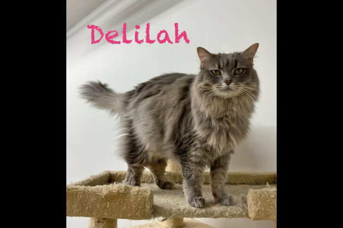 Puurrrfect Paws Rescue - Delilah