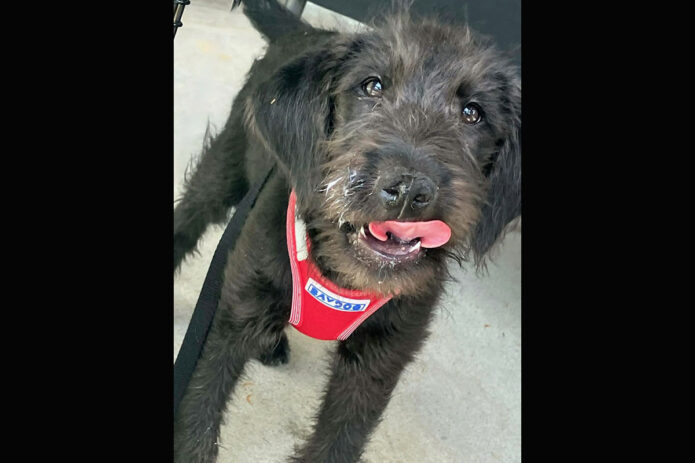 3 Friends Animal Rescue - Leonard