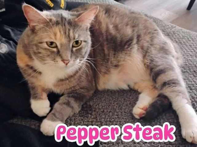 Finders Keepers Cat Rescue - Pepper Steak