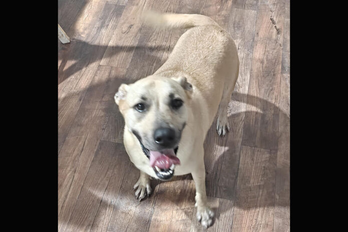 Kaylee’s Island of Misfit Dogs Rescue - Prudence Viola