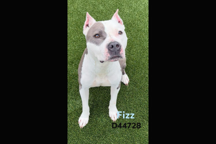 Montgomery County Animal Care and Control - Fizz