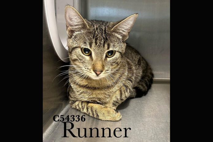 Montgomery County Animal Care and Control - Runner