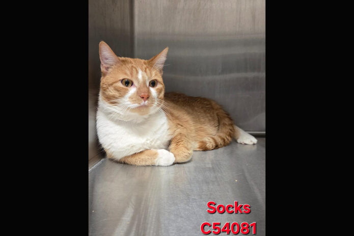 Montgomery County Animal Care and Control - Socks