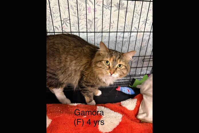 Puurrrfect Paws Rescue - Gamora